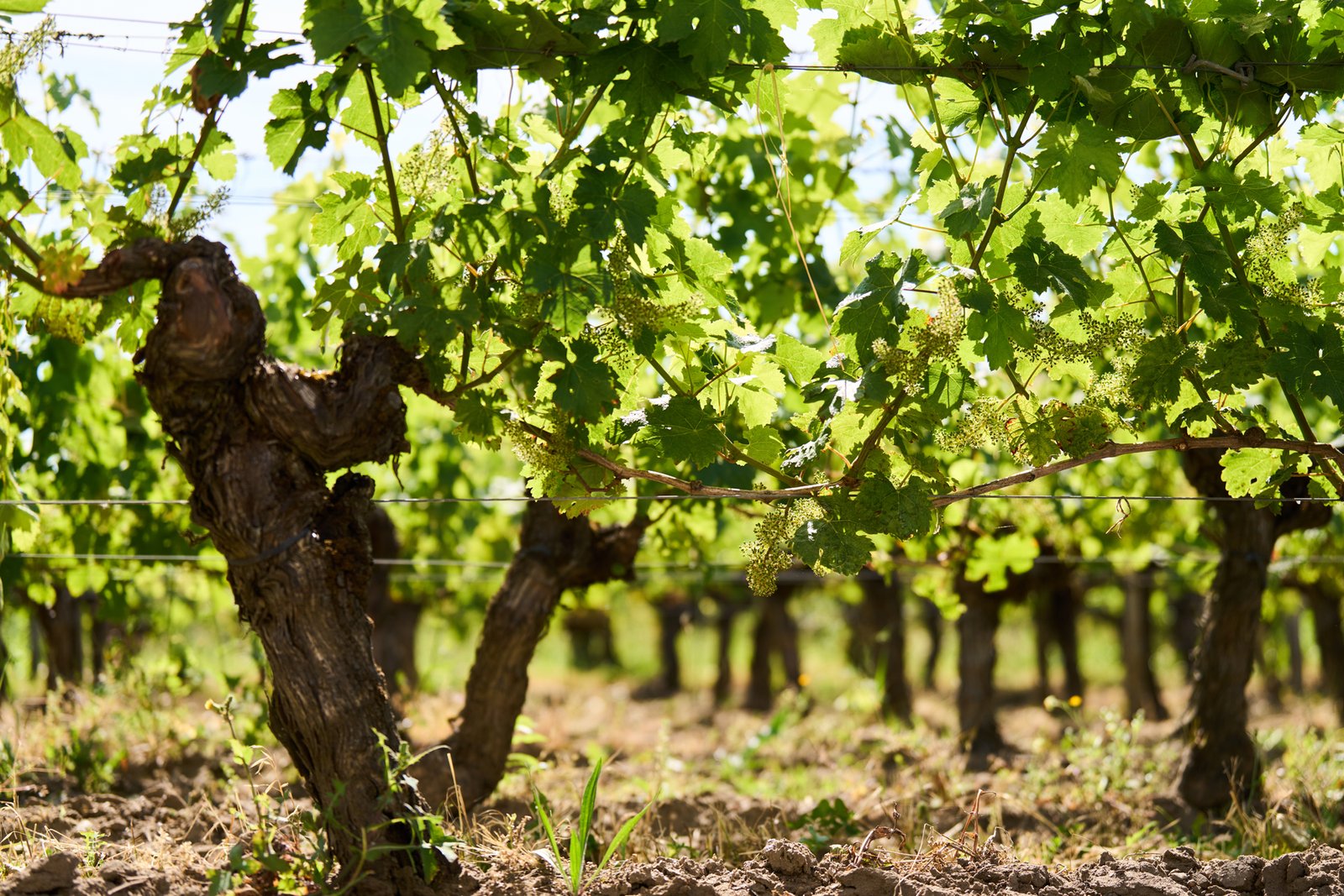 Une viticulture raisonnée - Château Haut Segottes